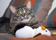 开云体育在线-蒂亚戈·封神之战，一己之力改写美葡对决，冠军级表现铸就永恒经典