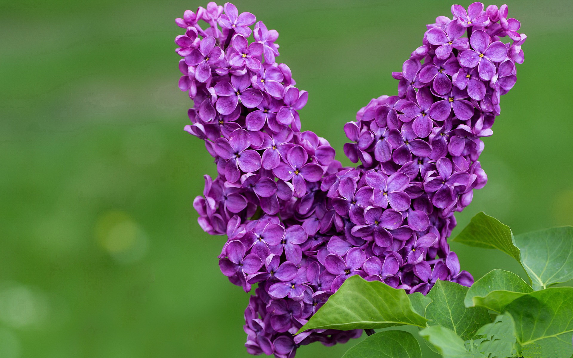 当76人遇见广东队,塔图姆的火热状态与篮球的平行宇宙